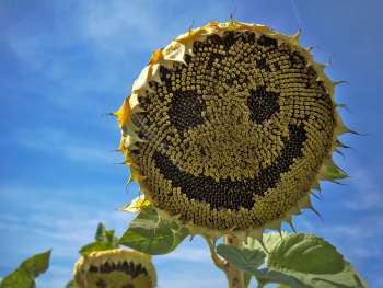 UKQU 2019 Quilt Exhibition - July -- Sunshine and Smiles with Aurifil, Sponsored by Barnyarns