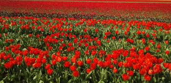 April - showers or flowers