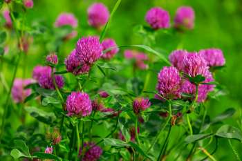 Clover Graph Rulers