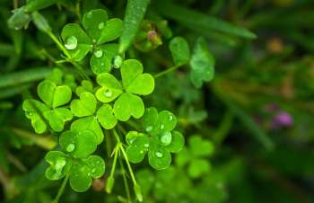 Clover Marking Pens and Pencils