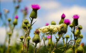 Garden Flowers Blog Hop 2020 Geo Thistle #GFBH2020