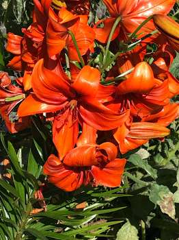 Flowers in my garden